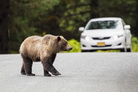 Почему нельзя кормить медведей на трассе?