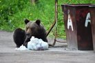 Случаи выхода медведей к населенным пунктам