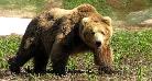 В Коми активизировались медведи